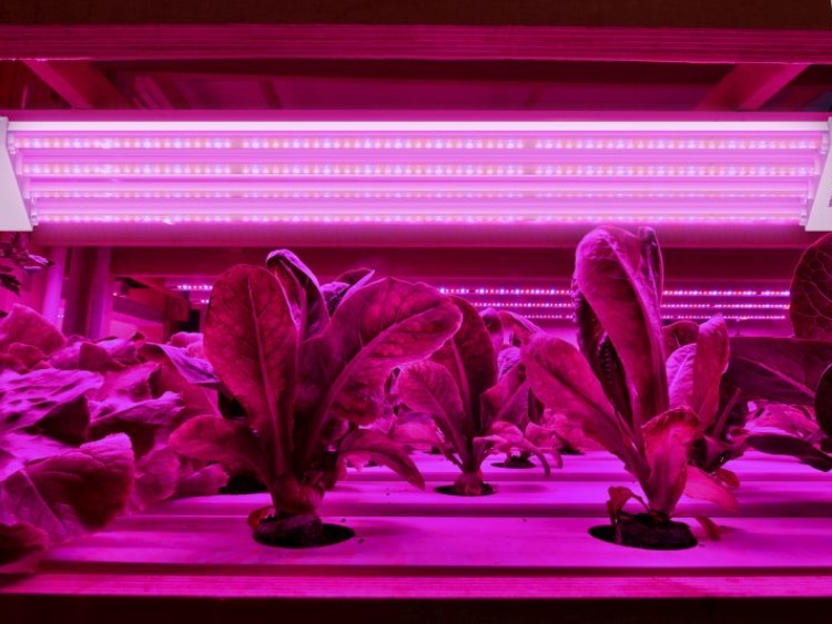 Rolnictwo wspomagane światłem LED